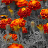 unbunt